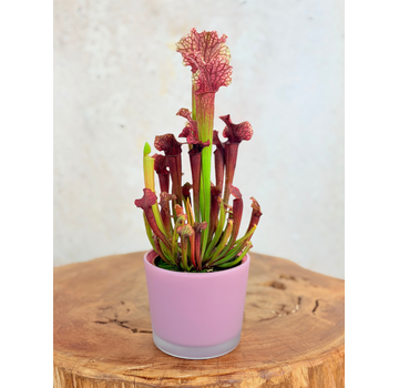 Plant Pot "Sien" - Pink | 9 cm