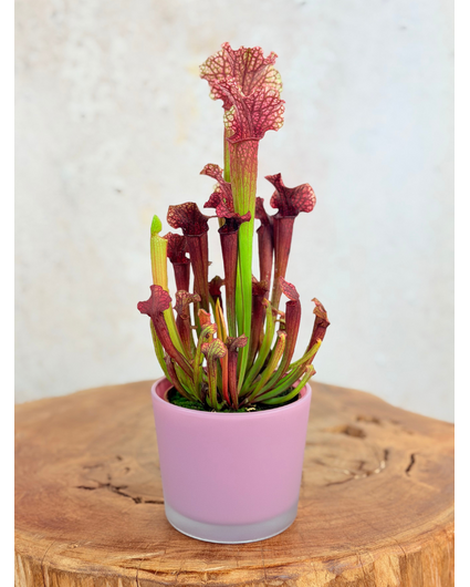 Krukväxt "Sien" – Rosa  | 9 cm