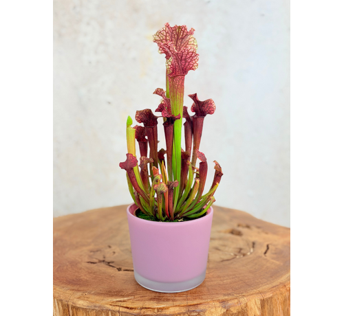 Pflanztopf „Sien" – Rosa | 9 cm