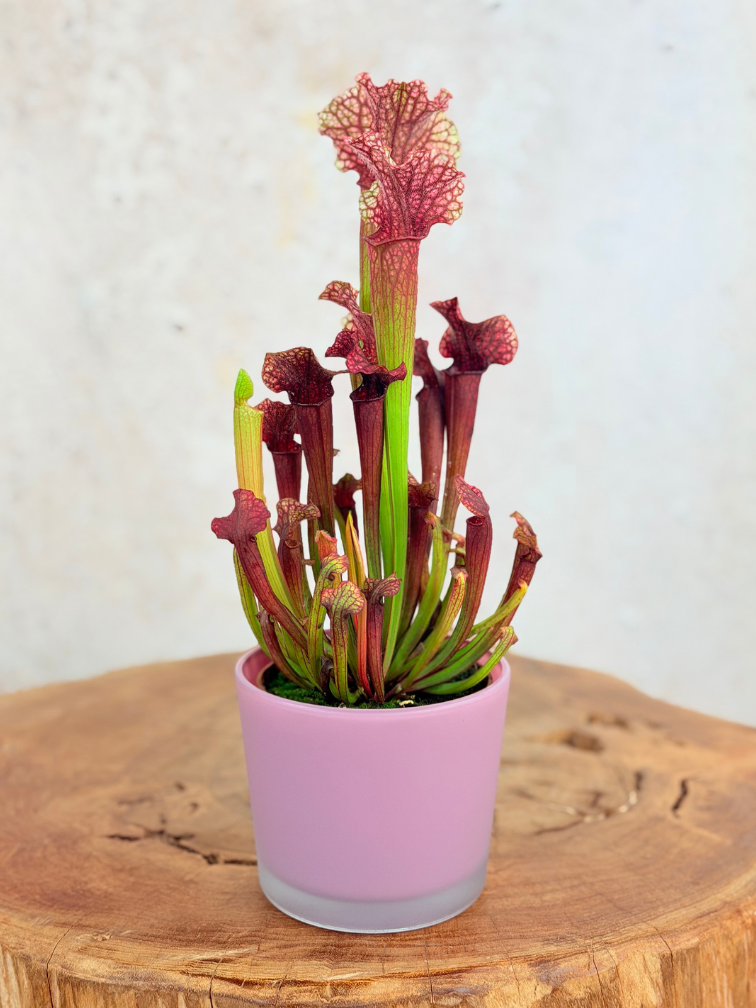 Plant Pot "Sien" - Pink | 9 cm