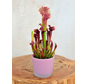 Maceta "Sien" -Rosa | 9 cm
