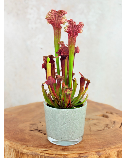 Krukväxt "Sien" – Blågrön  | 9 cm