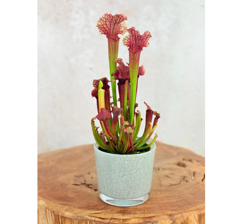 Vaso "Sien" - Blu-verde | 9 cm