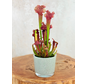 Vaso "Sien" - Blu-verde | 9 cm