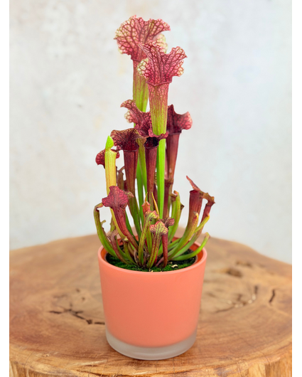 Maceta "Sien" - Orange | 9 cm
