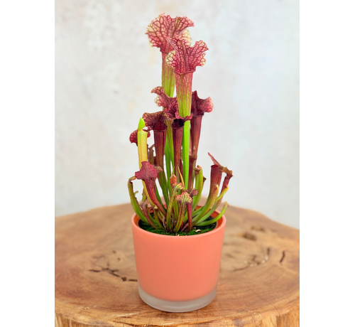 Vaso "Sien" - Orange | 9 cm