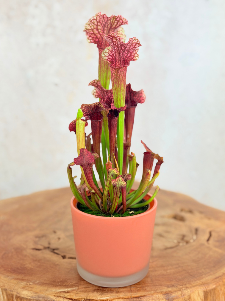 Krukväxt "Sien" – Orange | 9 cm