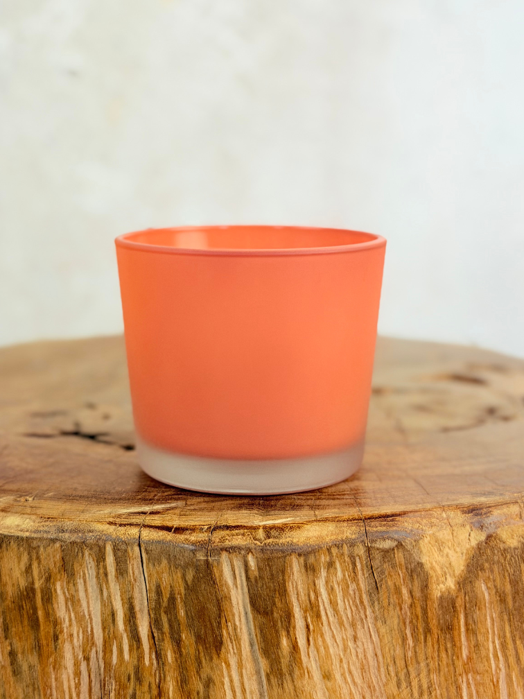 Krukväxt "Sien" – Orange | 9 cm