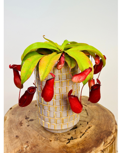 Plant pot Jakob ‘soft jade’ | ⌀14x24cm