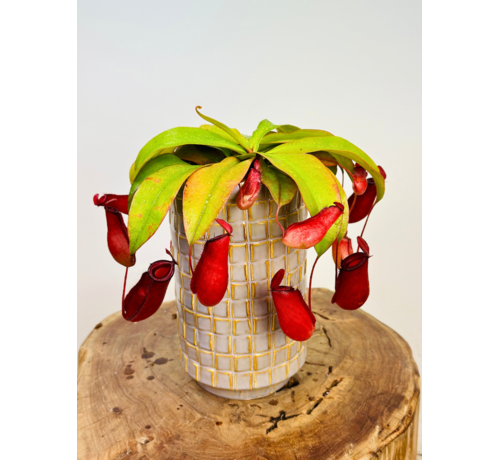 Plantenpot Jakob ' soft jade' | ⌀14x24cm