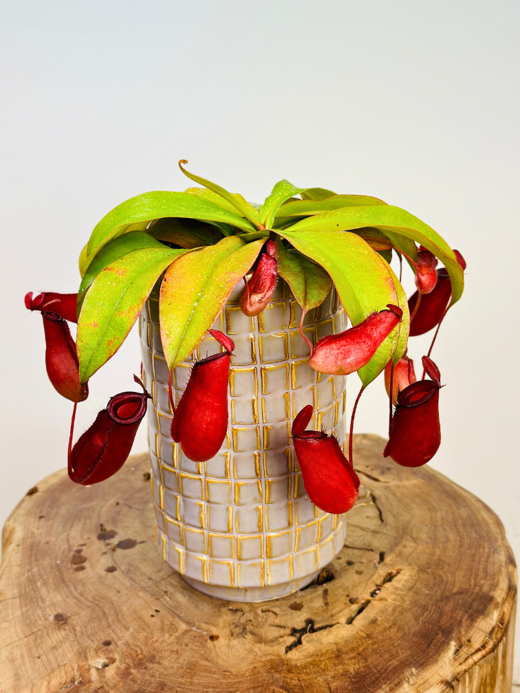 Maceta Jakob ' soft jade ' | ⌀14x24cm