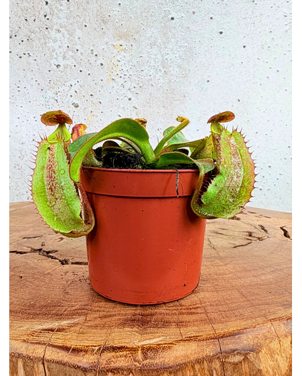 Nepenthes "Veitchii" - liten  | ø 8,5 cm x ↕ 5 cm