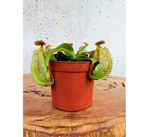 Nepenthes "Veitchii" - piccola | ø 8,5 cm x ↕ 5 cm