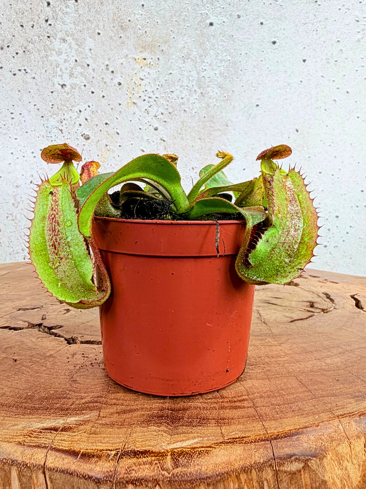 Nepenthes "Veitchii" - pequeña  | ø 8,5 cm x ↕ 5 cm