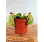 Nepenthes "Veitchii" - small  | ø 8,5 cm x ↕ 5 cm