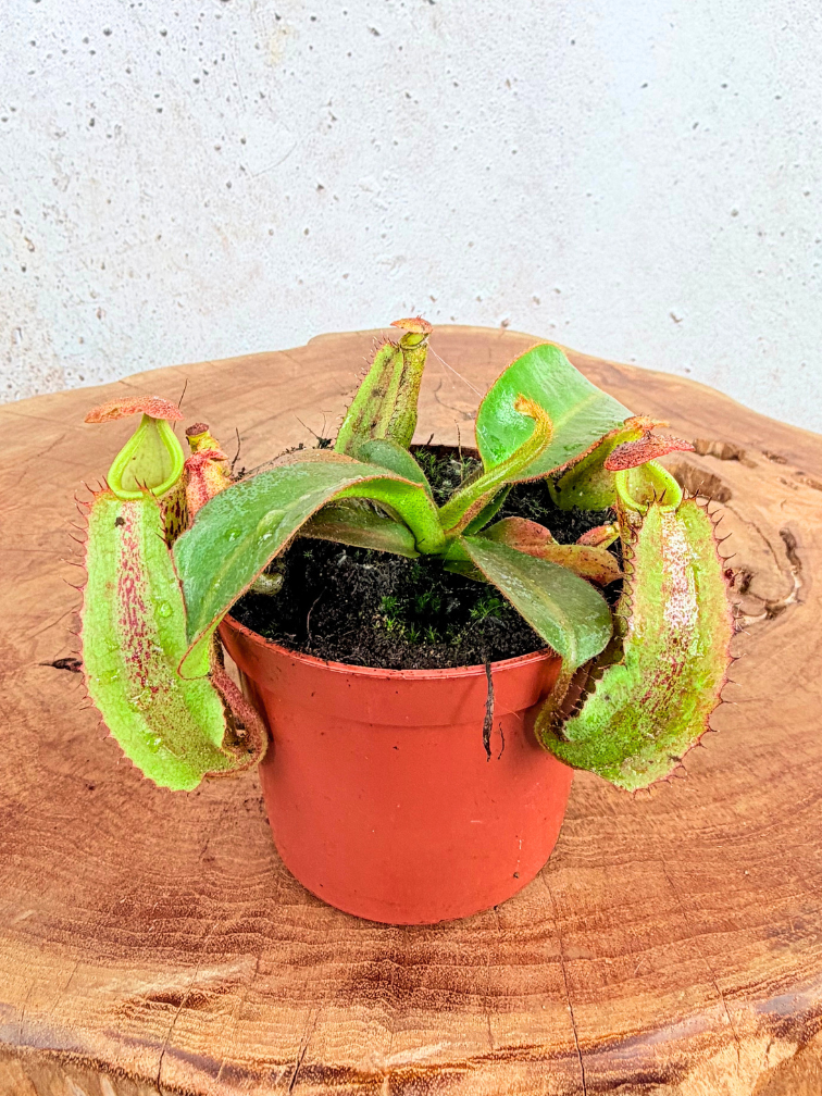 Nepenthes "Veitchii" - pequeña  | ø 8,5 cm x ↕ 5 cm