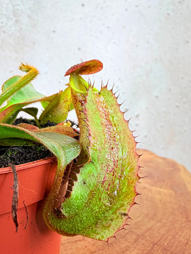 Nepenthes "Veitchii" - piccola | ø 8,5 cm x ↕ 5 cm