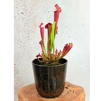 Sumpfschale "Nelly" Marmorbraun - Artstone | ø 23 cm