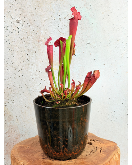Sumpfschale "Nelly" Marmorbraun - Artstone | ø 23 cm
