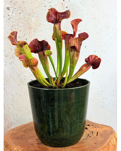 Marsh planter "Nelly" Marble green - Artstone | ø 23 cm