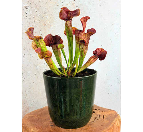 Bol marécageux "Nelly" Gris marbre - Artstone | ø 23 cm