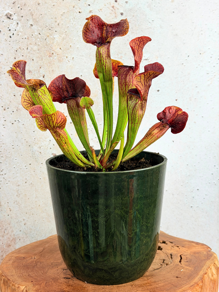 Bol marécageux "Nelly" Gris marbre - Artstone | ø 23 cm