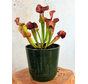 Marsh planter "Nelly" Marble green - Artstone | ø 23 cm