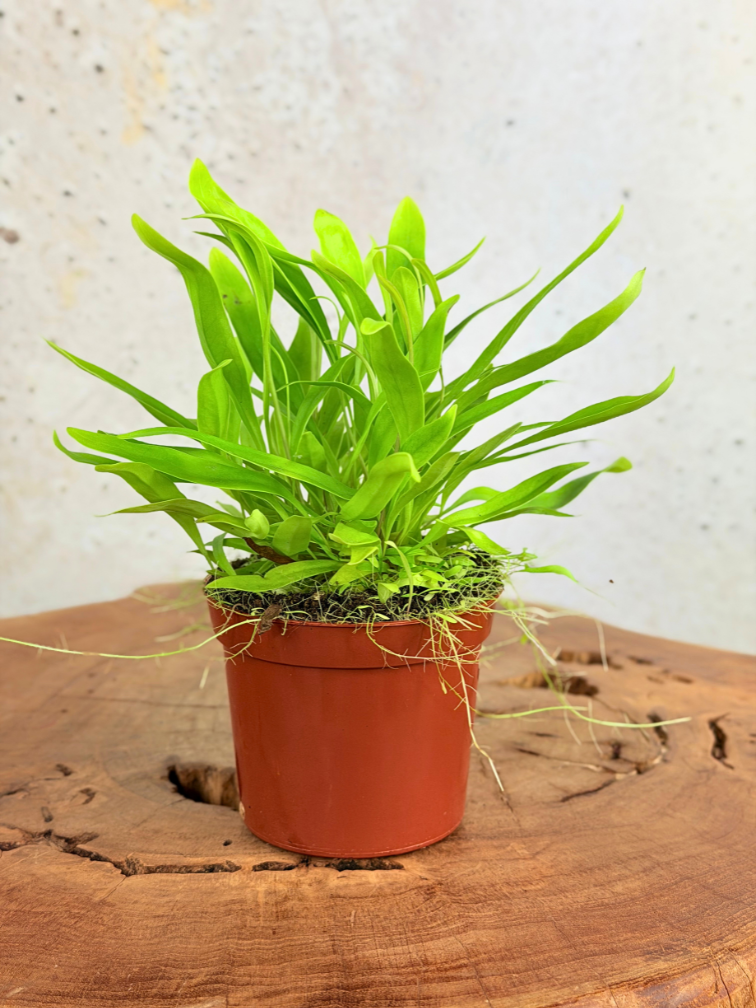 Utricularia Longifolia