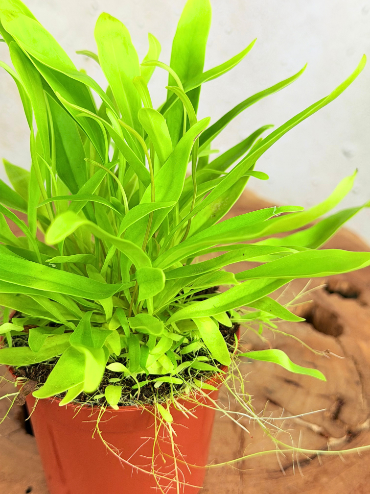 Utricularia Longifolia