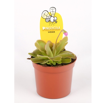 Pinguicula "Weser" - stor | ø 12 cm x ↕ 25 cm