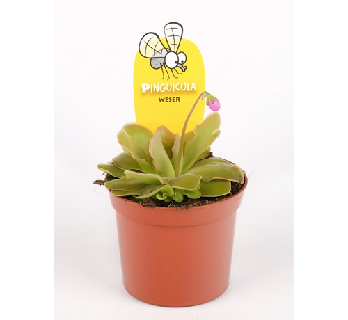 Pinguicula (Grassette) "Weser" - grand | ø 12 cm x ↕ 25 cm