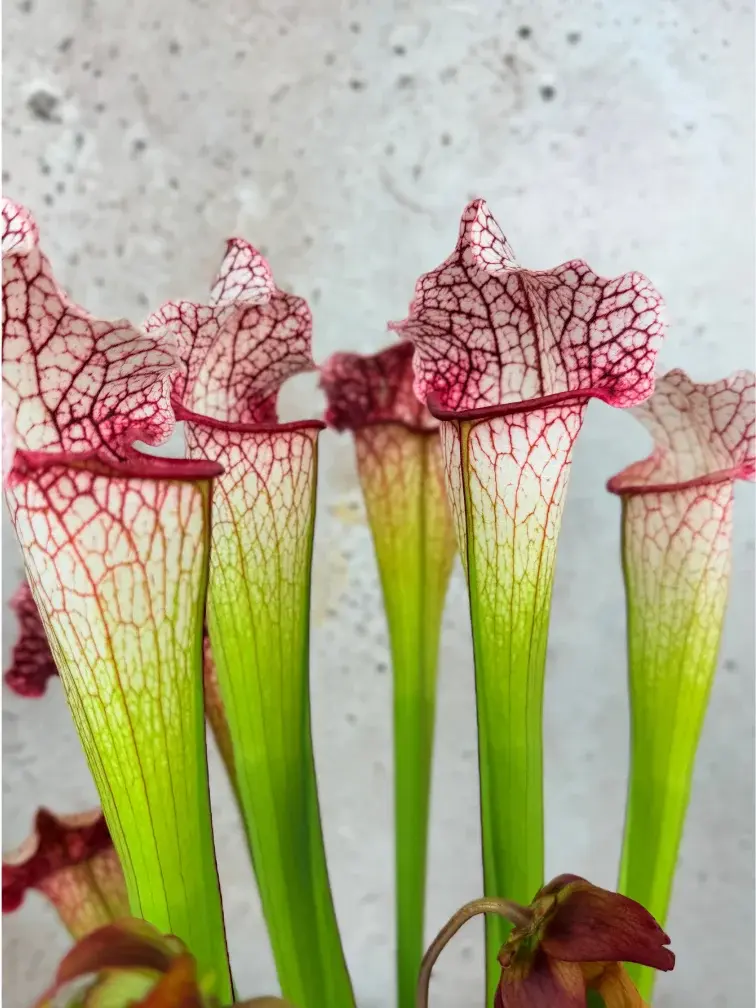 Sarracenia "Dave" - grande | ø 12 cm x ↕ 20-30 cm