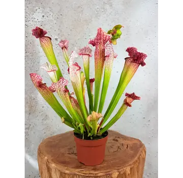 Sarracenia "Dave" - grande | ø 12 cm x ↕ 20-30 cm