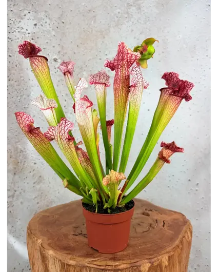 Sarracenia "Dave" - grande | ø 12 cm x ↕ 20-30 cm