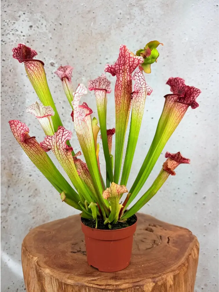 Sarracenia "Dave" - grande | ø 12 cm x ↕ 20-30 cm