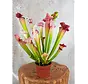 Sarracenia (Pitcher plant) "Dave" - large  | ø 12 cm x ↕ 20-30 cm