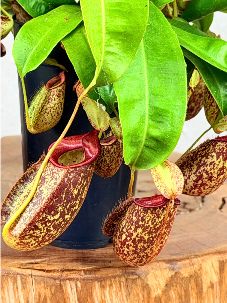 Nepenthes (Pitcher plant) "Hookeriana" - stor | ø 12 cm x ↕ 25 cm