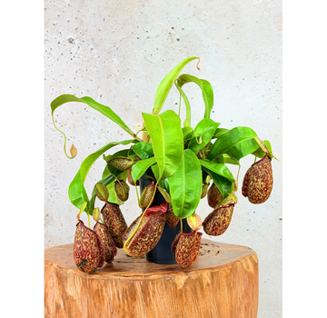 Nepenthes "Hookeriana" - stor | ø 12 cm x ↕ 25 cm