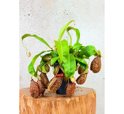 Nepenthes (Pianta tropicale) "Hookeriana" - grande | ø 12 cm x ↕ 25 cm