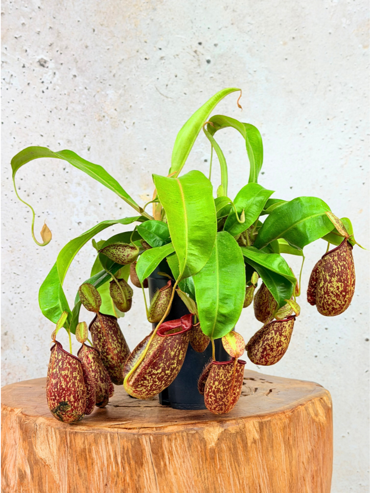 Nepenthes (Pianta tropicale) "Hookeriana" - grande | ø 12 cm x ↕ 25 cm