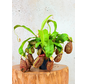 Nepenthes (Pianta tropicale) "Hookeriana" - grande | ø 12 cm x ↕ 25 cm