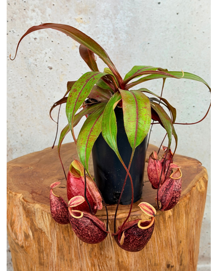 Nepenthes "x Suki" - groß | ø 12 cm x ↕ 15 cm