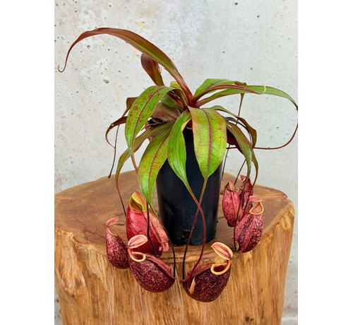 Nepenthes (Pitcher Plant) "x Suki" - large | ø 12 cm x ↕ 15 cm