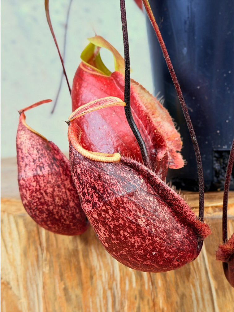 Nepenthes "x Suki" - grand | ø 12 cm x ↕ 15 cm
