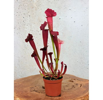 Sarracenia "Juthatip Soper" | ø 8,5 cm x ↕ 15 cm