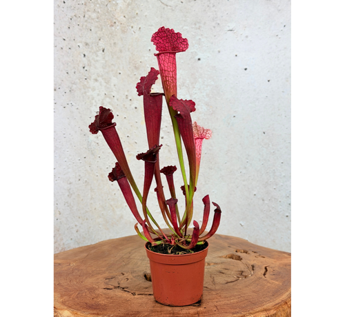 Sarracenia (Pitcher plant) "Juthatip Soper" | ø 8,5 cm x ↕ 15 cm