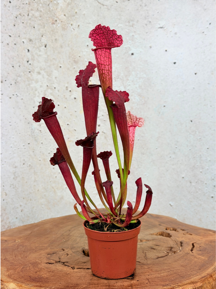Sarracenia (Pitcher plant) "Juthatip Soper" | ø 8,5 cm x ↕ 15 cm