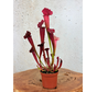 Sarracenia "Juthatip Soper" | ø 8,5 cm x ↕ 15 cm