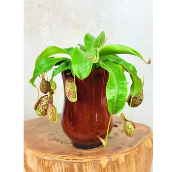Pot de fleurs Keesje 'Rouge' ⌀14x23cm