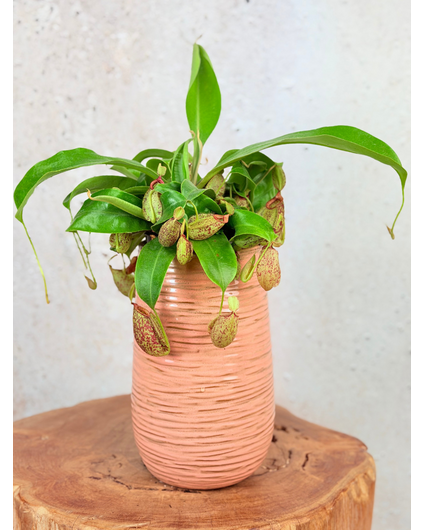 Maceta "Cato" - Rosa | 12cm
